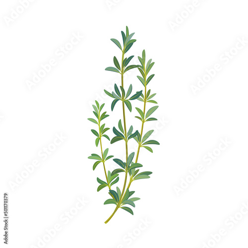 Branch of thyme. Flat vector colorful illustration.