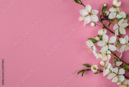 Fototapeta Naklejka Na Ścianę i Meble -  White cherry flowers on a pink background. Spring time background. Flat lay. Copy space.