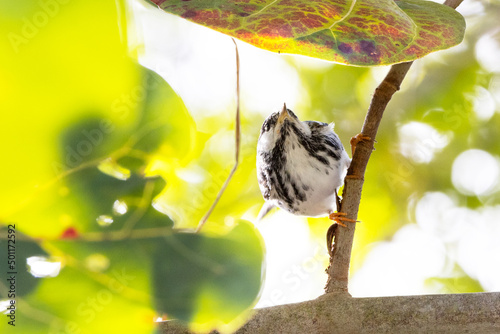 Blackpoll warbler (Setophaga striata) songbird, Sarasota Florida (species ID is tentative) photo