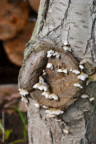 Mushroom tinder - Trichaptum brown-purple (Lat. Trichaptum fuscoviolaceum)