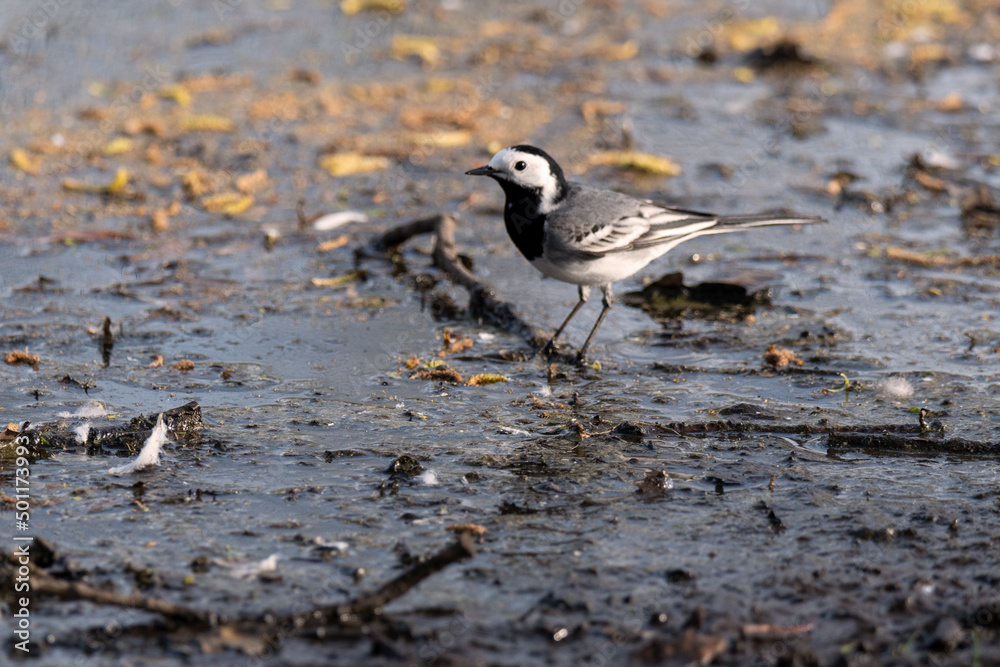 Am schlammigen Ufer des Teiches läuft die kleine Bachstelze hin und her, ab und zu bleibt sie kurz stehen und schaut sich um