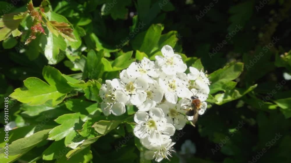 Small miner bee visitng hawthorn flowers in spring. Pollination Small miner bee visitng hawthorn flowers in spring. Pollination