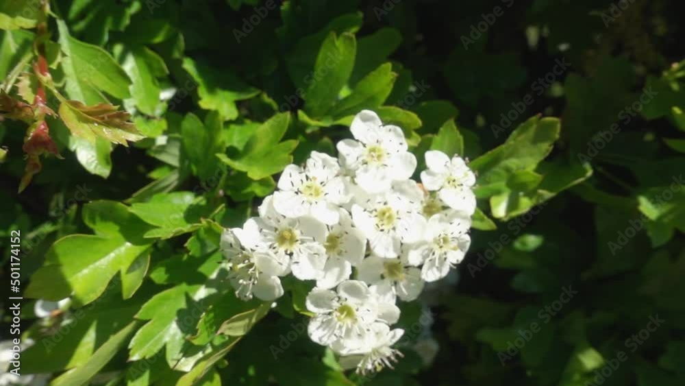Bumble bee visiting hawthorn flowers in spring. Pollination Bumble bee visiting hawthorn flowers in spring. Pollination