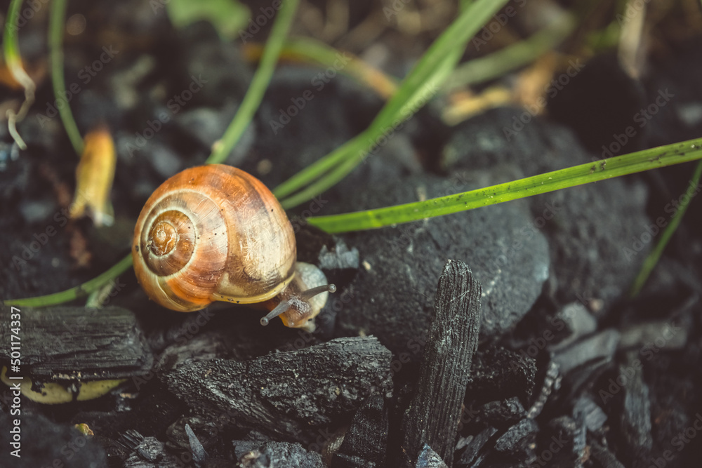 Cute Snail Is Walking On The Coals Cute Snail Is Walking On The Coals