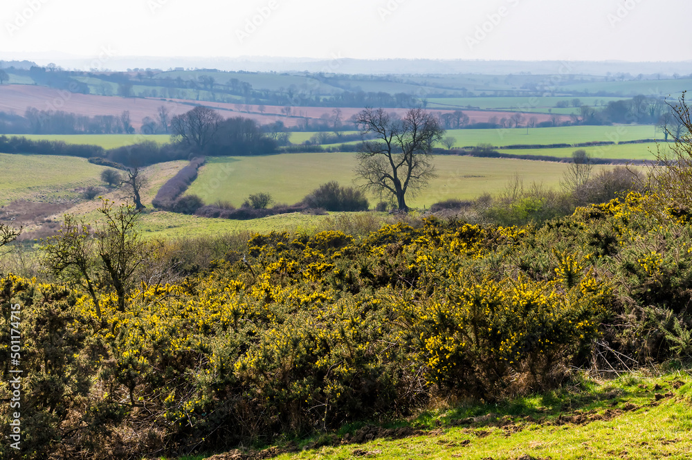 A view towards gorse bushes on the southern ramparts of the Iron Age Hill fort remains at Burrough Hill in Leicestershire, UK in early spring