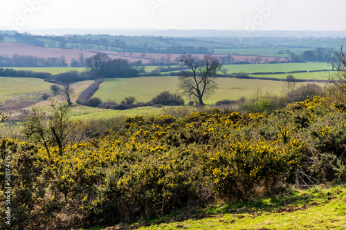 A view towards gorse bushes on the southern ramparts of the Iron Age Hill fort remains at Burrough Hill in Leicestershire, UK in early spring