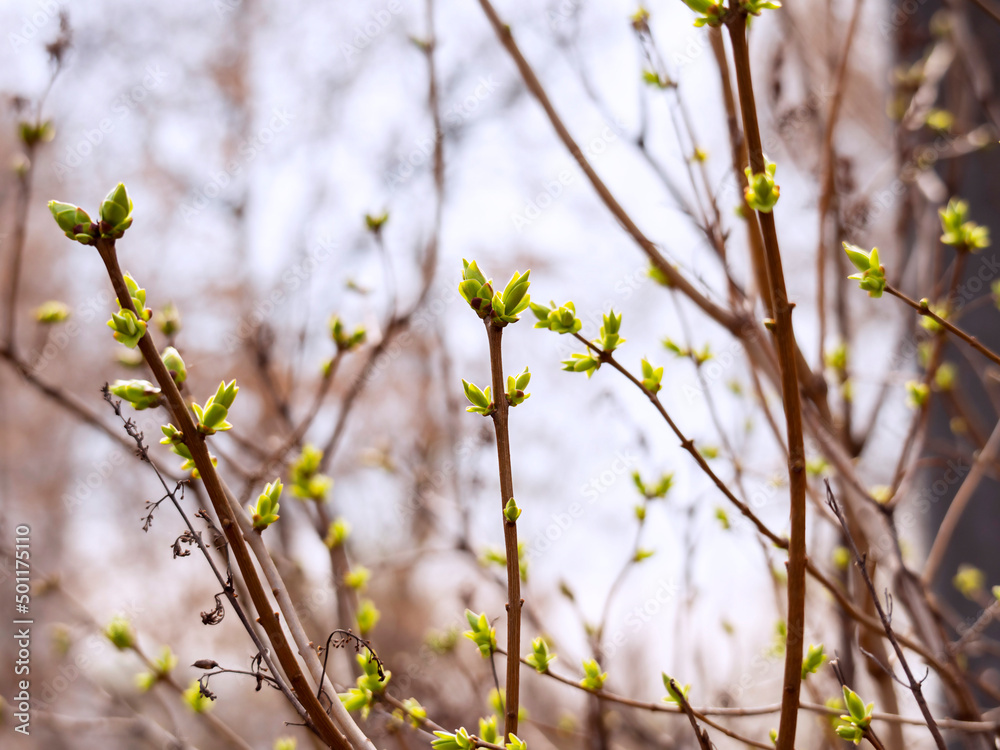 Branches with young leaves. The concept of the beginning of spring Branches with young leaves. The concept of the beginning of spring