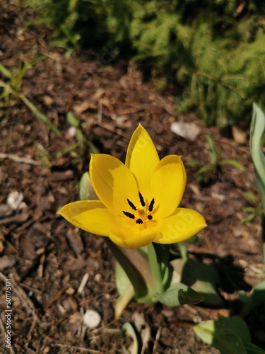 Samotny żółty tulipan na jałowej ziemi. Zdjęcie zrobione 23 kwietnia 2022 roku. 