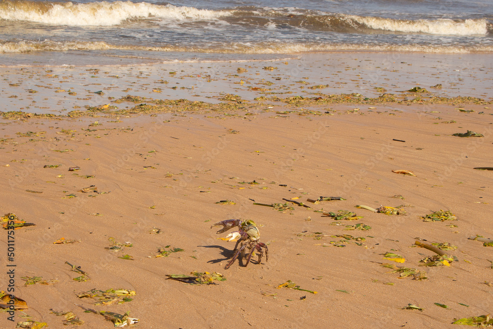 Obraz premium crab on beach polluted with storm debris and algae
