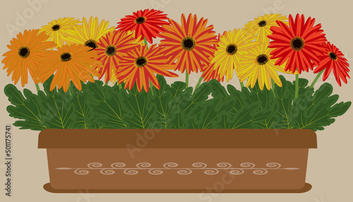  Gerbera flowers in a flower box vector illustration.