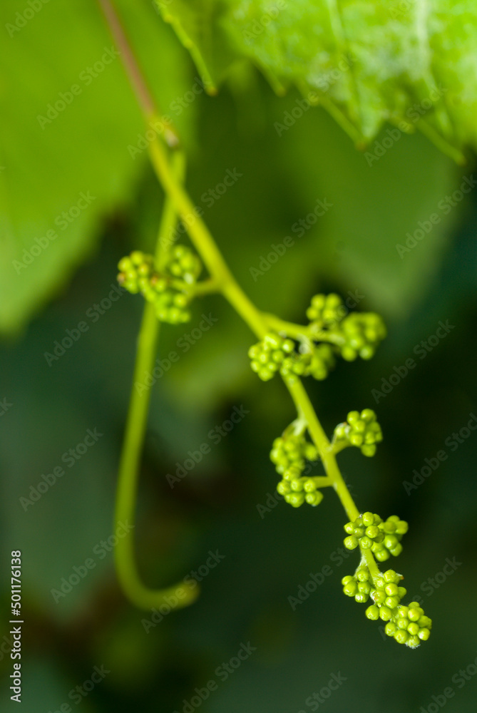 The high altitude wines from the vineyards of Santa Catarina are giving surprising results, due to all the care taken with their grapes, malbec, cabernet sauvignbon, merlot, among others.
The high altitude wines from the vineyards of Santa Catarina are giving surprising results, due to all the care taken with their grapes, malbec, cabernet sauvignbon, merlot, among others.