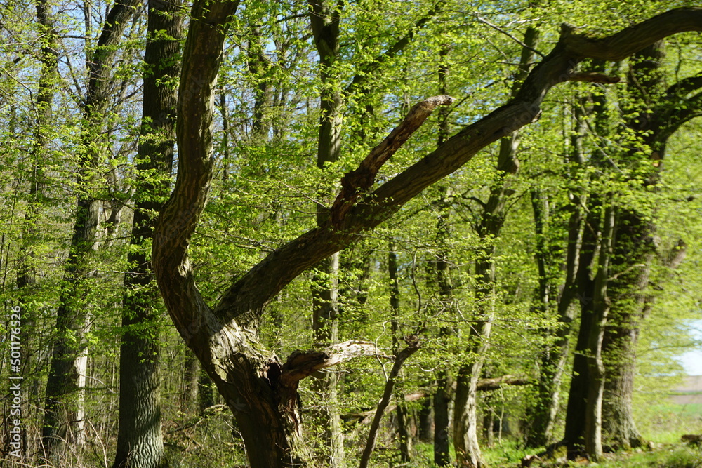 Wald mit grünen Bäumen bei Sonne im Frühling Wald mit grünen Bäumen bei Sonne im Frühling