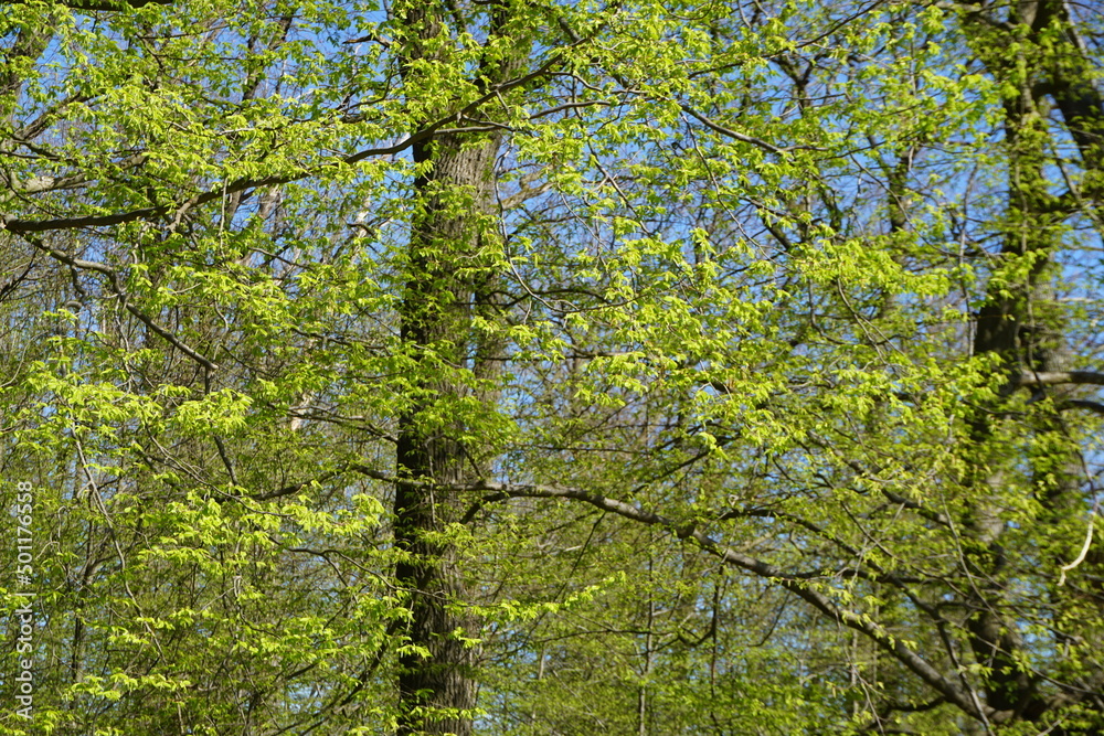 Fototapeta premium Grüne Bäume im Wald vor blauem Himmel bei Sonne im Frühling 
