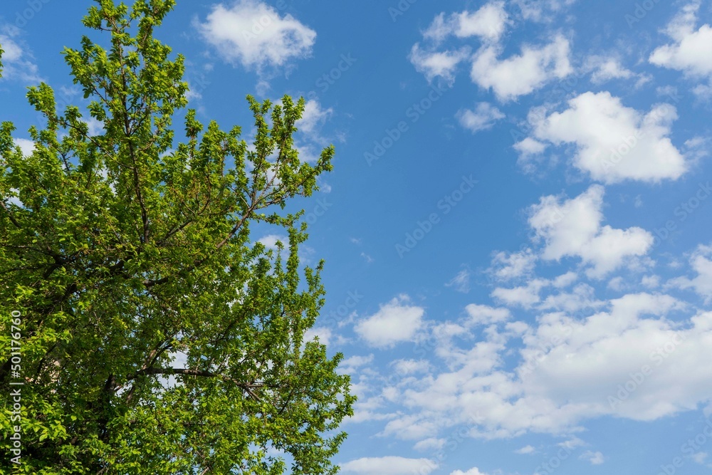 Green tree in a beautiful sky background Green tree in a beautiful sky background