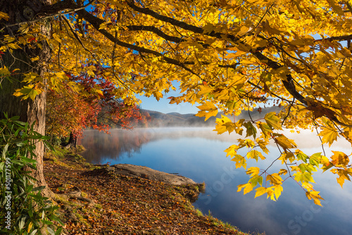 Autumn maple tree along the shore of Price Lake along the Blue Ridge Parkway in North Carolina