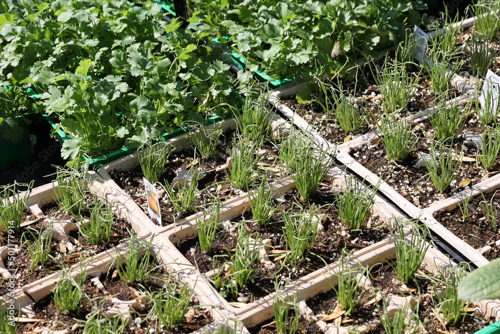 Fototapeta premium vegetable seedlings 
