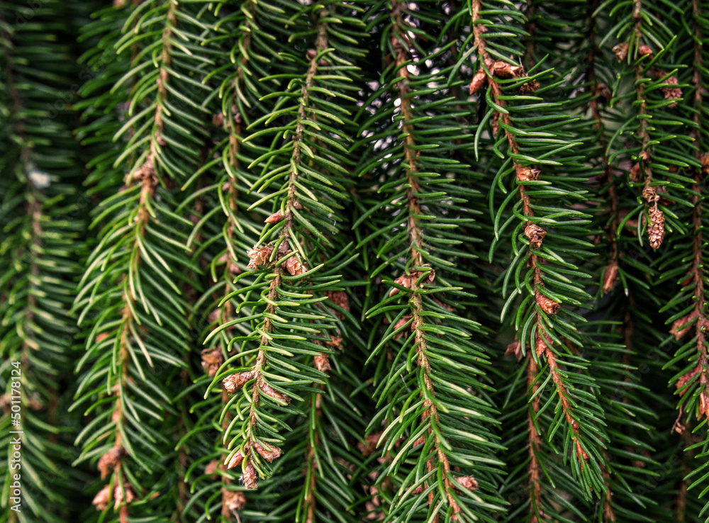 spruce needles with small cones close photo spruce needles with small cones close photo
