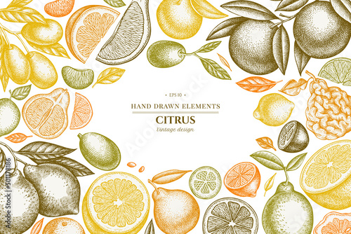 Citrus hand drawn illustration design. Background with vintage kumquat, lemon, tangelo, etc.