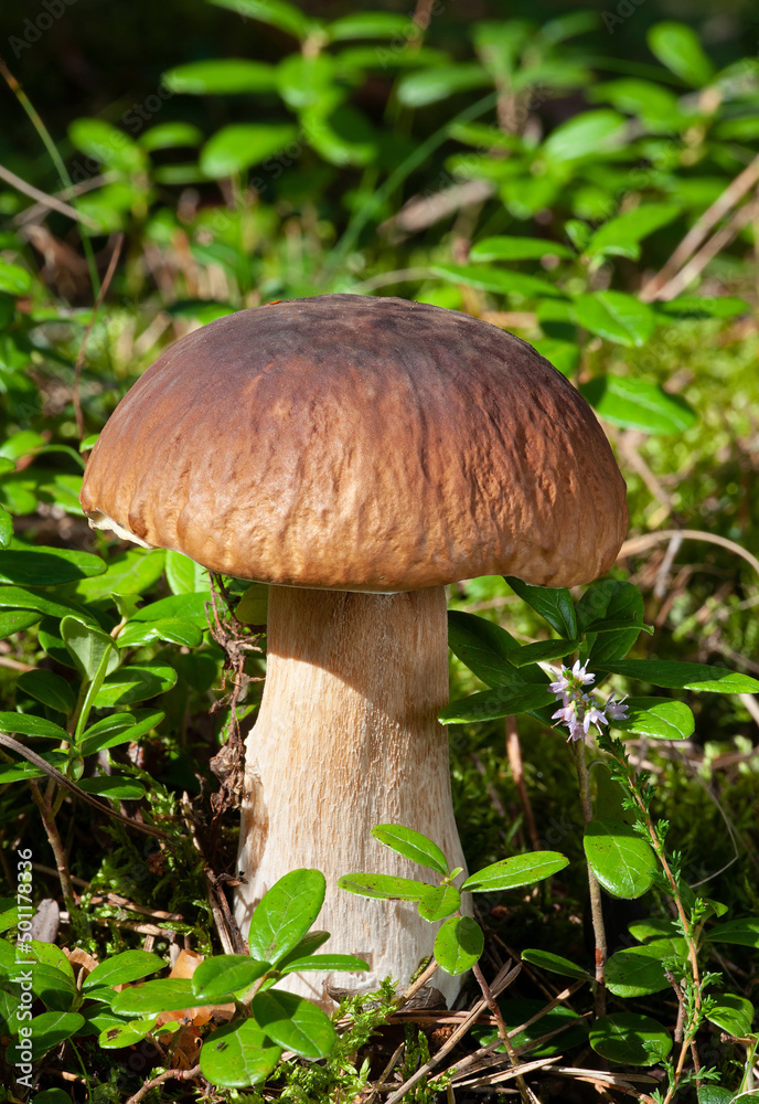 Wildlife of Europe - edible mushroom Penny Bun (King bolete) growing in forest Wildlife of Europe - edible mushroom Penny Bun (King bolete) growing in forest