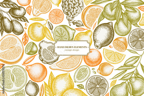 Citrus hand drawn illustration design. Background with vintage kumquat, lemon, tangelo, etc.