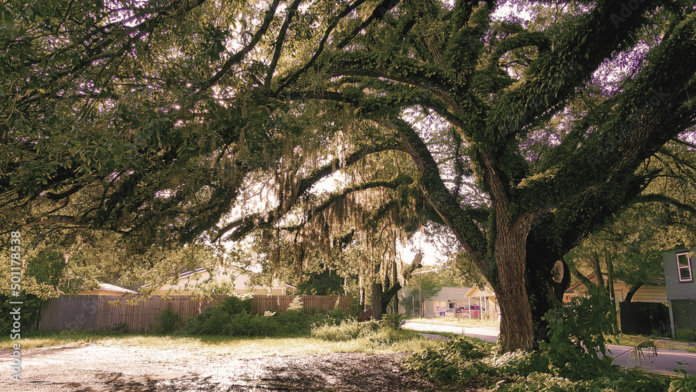 Fototapeta premium Tree
