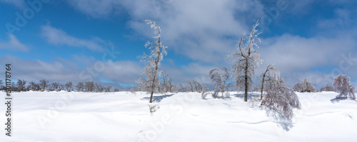Trees ladened with Ice