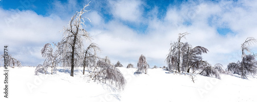 Trees ladened with Ice