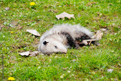 Playing Possum? (Opossum - disambiguation)