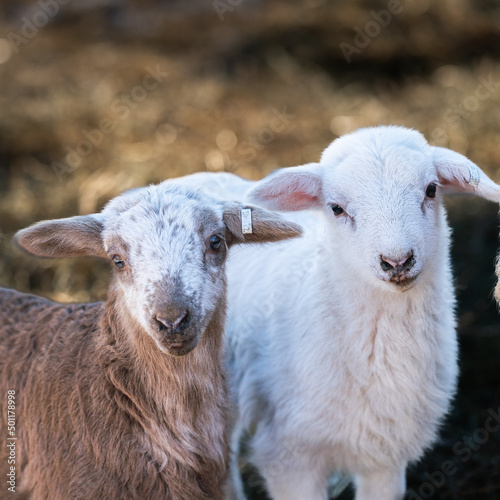Pair of newborn Lambs