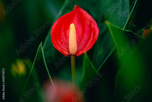 red crisantem in the garden photo