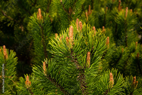 Young shoots of pine in sunny weather in the botanical garden