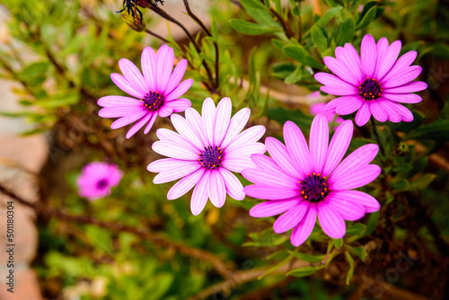 purple flowers dimorphotheca up close in bright colors