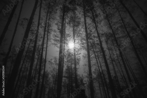 .black and white photograph of the sun shining through the tuam and black tree trunks tilted towards the center of the image
