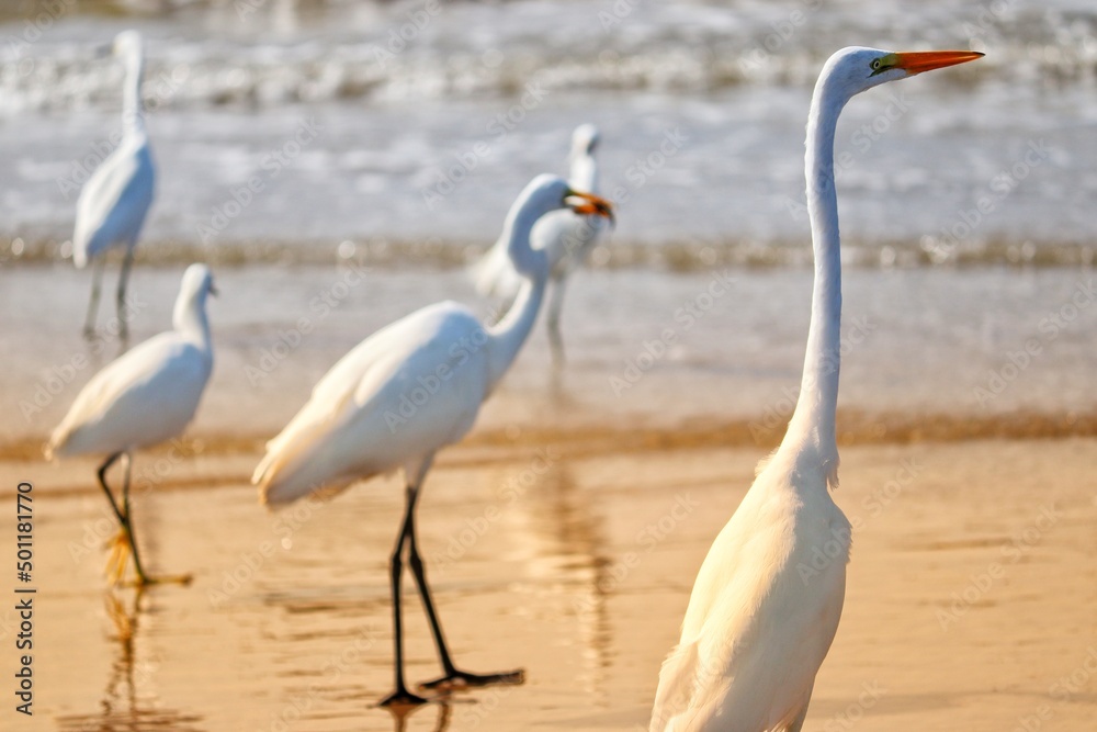 Obraz premium Photograph of herons in Barra de Tramandaí in Rio Grande do Sul, Brazil.