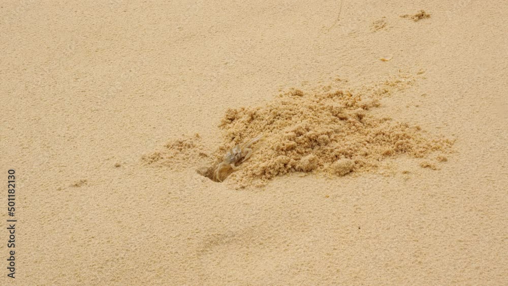 Tiny crab dig burrow in sand, quickly run out with nubble of sand in claws and drop on heap, then hide in ground. Intertidal animal work to make deeper his dwelling, time lapse shot