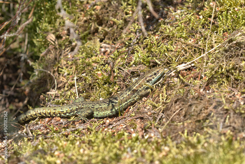  common lizard or Viviparous lizard