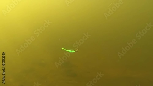 Fishing soft plastic lure in a slow motiom action underwater. photo