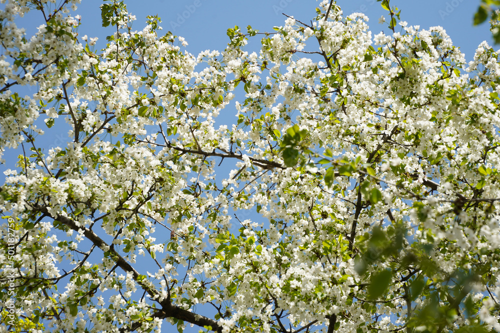 Flowering trees in spring.Details with tree flowers on a background of blue sky with white clouds Flowering trees in spring.Details with tree flowers on a background of blue sky with white clouds