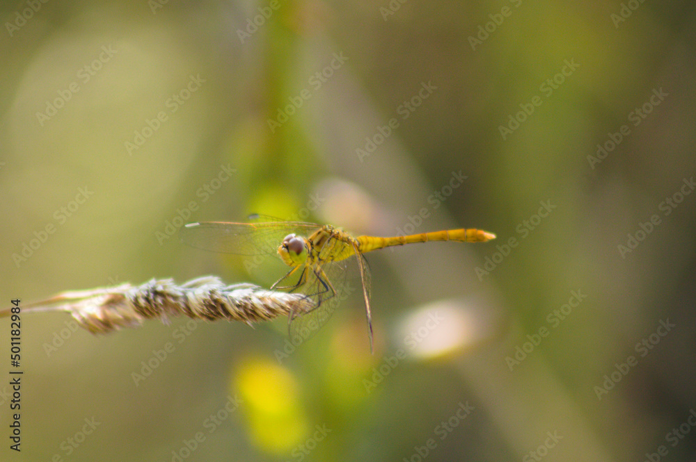 Closeup of yellow dragonfly on a plant side view with selective focus on foreground Closeup of yellow dragonfly on a plant side view with selective focus on foreground