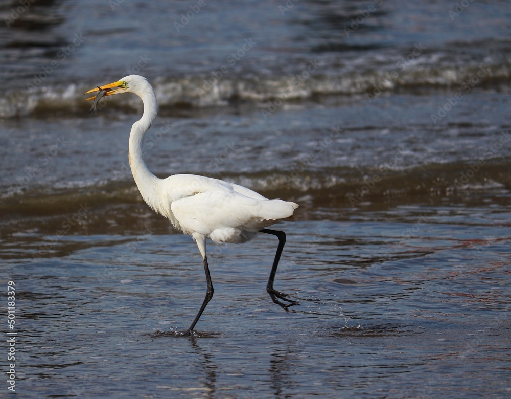 Photograph of a beautiful Great egret with a fish in its mouth, found in Barra de Tramandaí in Rio Grande do Sul, Brazil.
