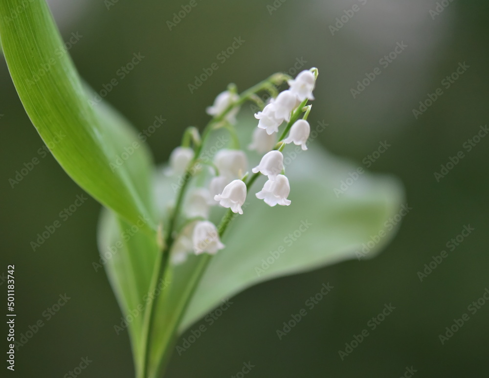 lily of the valley in spring lily of the valley in spring