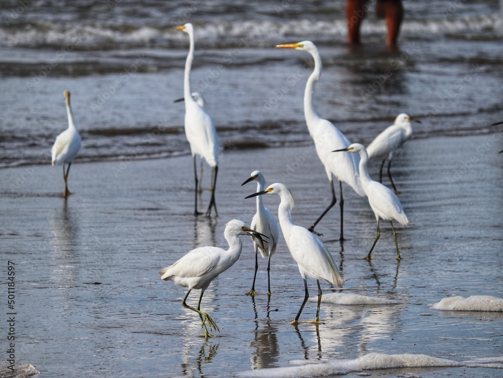 Obraz premium Photograph of herons in Barra de Tramandaí in Rio Grande do Sul, Brazil.