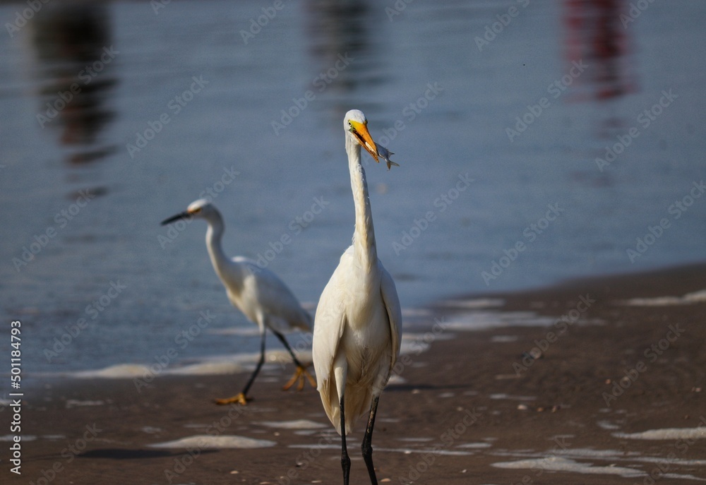 Photograph of a beautiful Great egret with a fish in its mouth, found in Barra de Tramandaí in Rio Grande do Sul, Brazil. Photograph of a beautiful Great egret with a fish in its mouth, found in Barra de Tramandaí in Rio Grande do Sul, Brazil.