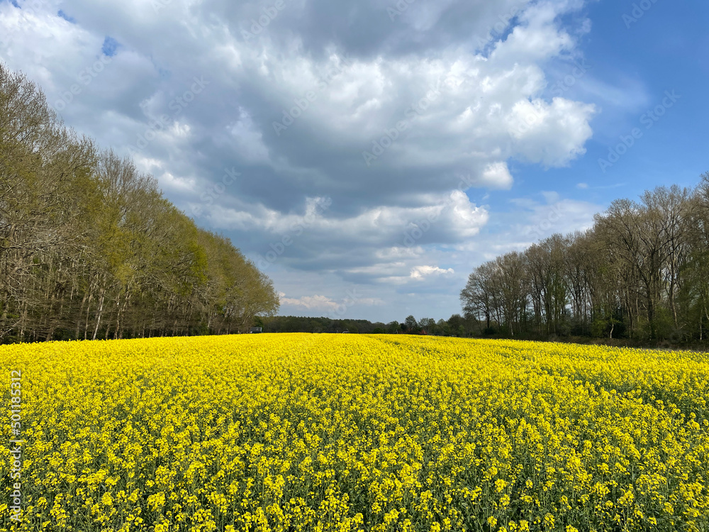 Yellow flower field around Zuidwolde