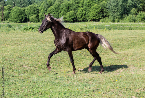 A silver-black horse breed Rocky mountains horse gallops across a field on a summer sunny day