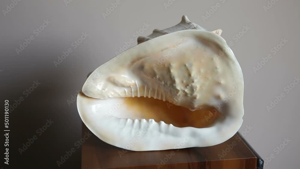 Big beautiful sea shell helmet.Cassis cornuta shell. Big beautiful sea shell helmet.Cassis cornuta shell.