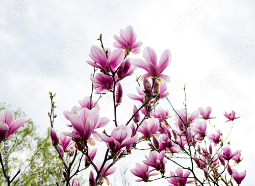 pink flowers on sky