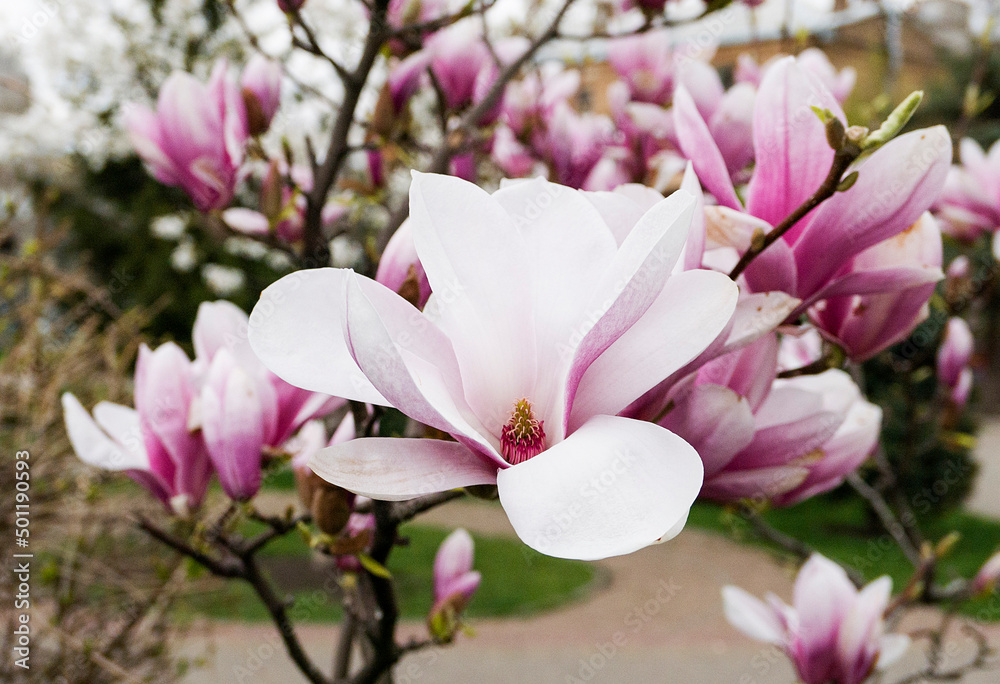 magnolia tree blossom