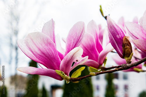 magnolia flowers in spring © Tetatet