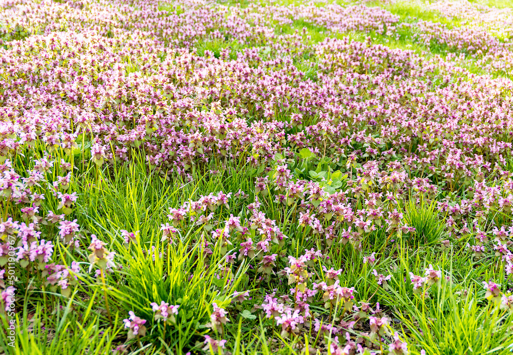 field of purple and yellow flowers in green grass
